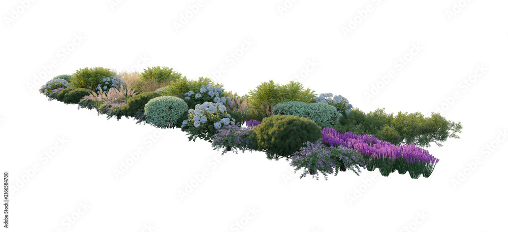 Obraz premium Garden landscape composition with blooming hydrangea bushes, ornamental pampas grass, and shrubs (hydrangea, pampas grass, shrubs) isolated PNG on a transparent background cutout