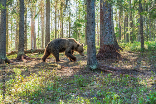 Wild brown bear (Ursus arctos) in a forest in Finland - selective focus