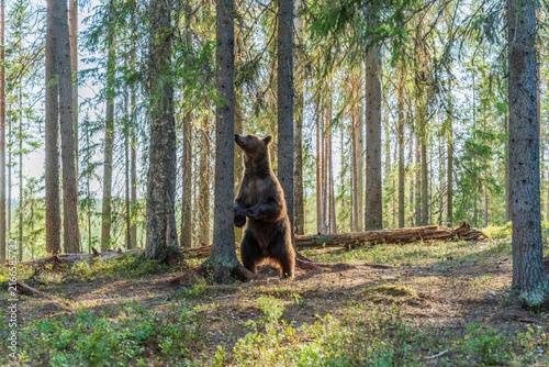 Wild brown bear (Ursus arctos) in a forest in Finland - selective focus