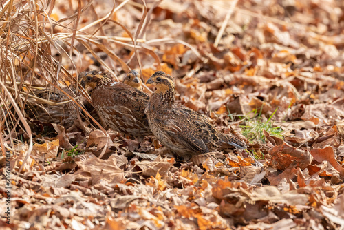 Fotografía 00849-01709 Northern Bobwhite (Colinus virginianus) females Marion Co