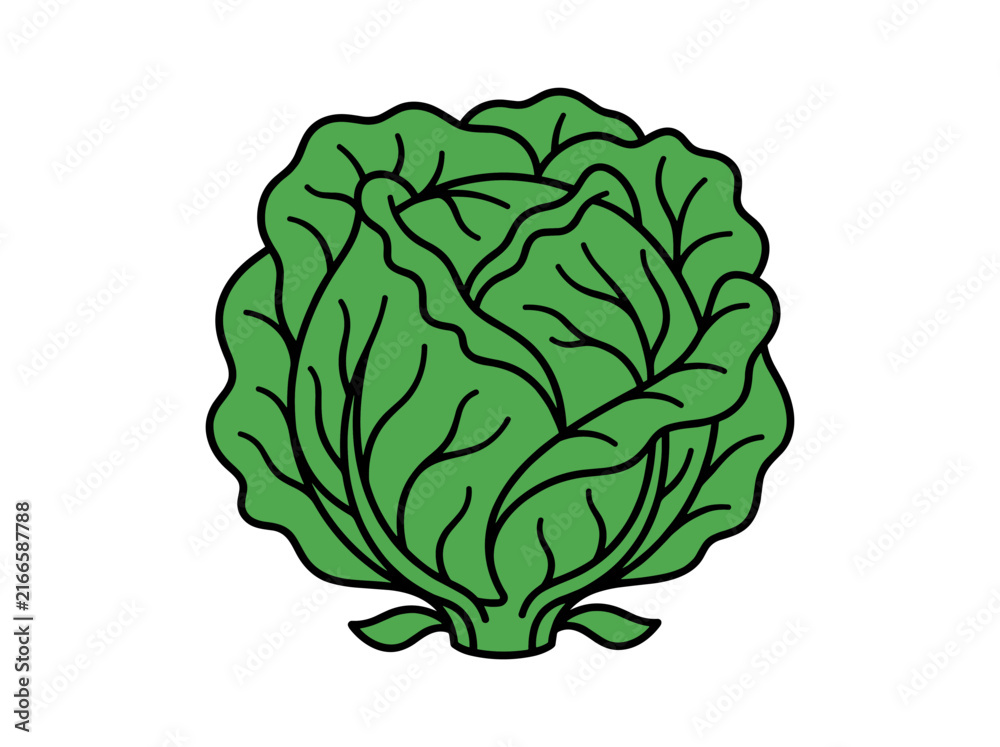Obraz premium Fresh Green Cabbage Head Vector Illustration Isolated on White Background