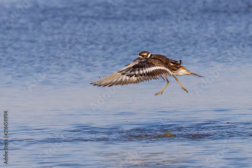 Foto 00895-02304 Killdeer (Charadrius vociferus) lifting off from wetland Marion Co