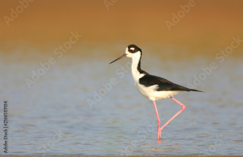 Принти на полотні 00904-00907 Black-necked Stilt (Himantopus mexicanus) in wetland  Karl Bartel Grassland, Prairie Ridge SNA, Marion Co