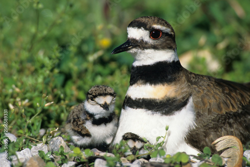 Cuadro en lienzo 00895-00604 Killdeer (Charadrius vociferus) adult with juvenals at nest  Marion Co
