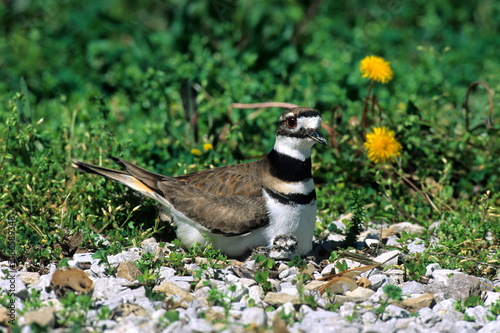 Obraz na plátně 00895-00814 Killdeer (Charadrius vociferus) adult brooding nestling, Marion Co