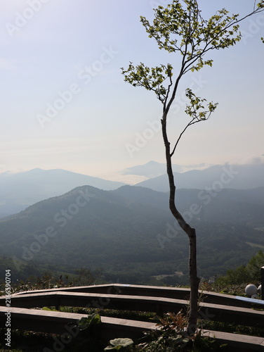 Fotografie A slender tree at a mountain observation deck with hazy layered ridges beyond, H