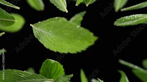 Dew-covered green leaves shift gently against a black background in a close botanical view