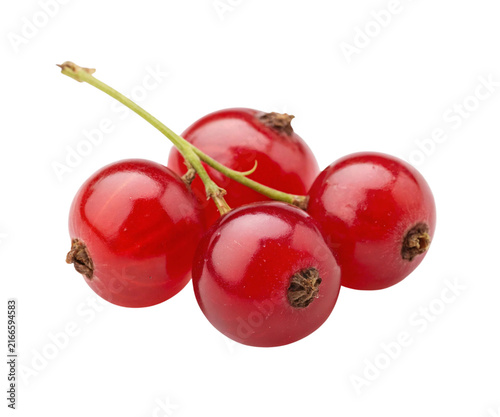 Ripe Red Currant Berries on Small Stem Isolated on White Background