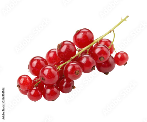 Full Stem Bunch of Fresh Ripe Red Currants Isolated on White Background