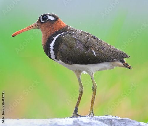 greater painted-snipe, beuatiful bird with big eyes perching on dirt hill under heavy rain with rain drops on its head