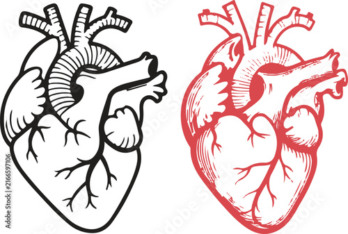 Black Anatomical Heart Line Art Illustration, Detailed Human Heart Organ with Romantic Meaning, Medical Vector Symbol for Healthcare, Valentine Day Posters, T Shirts, Education and Print Design