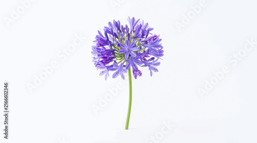 Purple agapanthus flower head on a thin stem against a white background