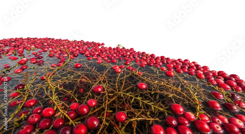 Fresh Red Cranberries Floating in Water Basin During Harvesting Season for Organic Juice and Healthy Food Production