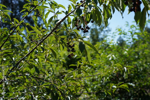 Konstfotografi Fruchtstand der Spätblühenden Traubenkirsche (Prunus serotina) in der Schönower