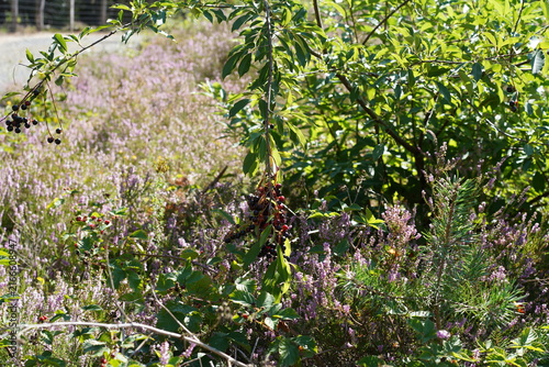 Konstfotografi Spätblühende Traubenkirsche (Prunus serotina) inmitten von Besenheide (Calluna v