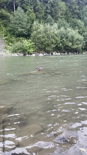 Wild duck stands in a shallow mountain river surrounded by forest and rocks, creating calm wildlife, nature, birdwatching and freshwater scenery footage.