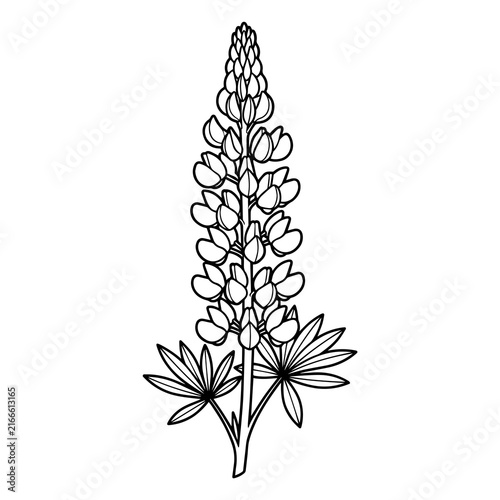 Fotografie Botanical line of a lupine flower spike with palmate leaves, isolated on a white
