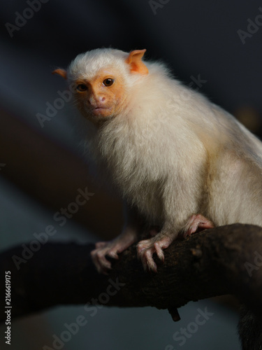 Bild auf Leinwand Silvery marmoset
