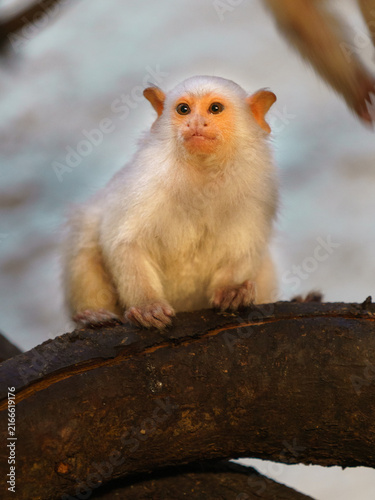 Bild auf Leinwand Silvery marmoset