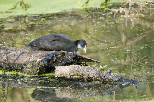 Quadro su tela A resting coot on rotten wood in the pond, pond full of duckweed, a moorhen in j