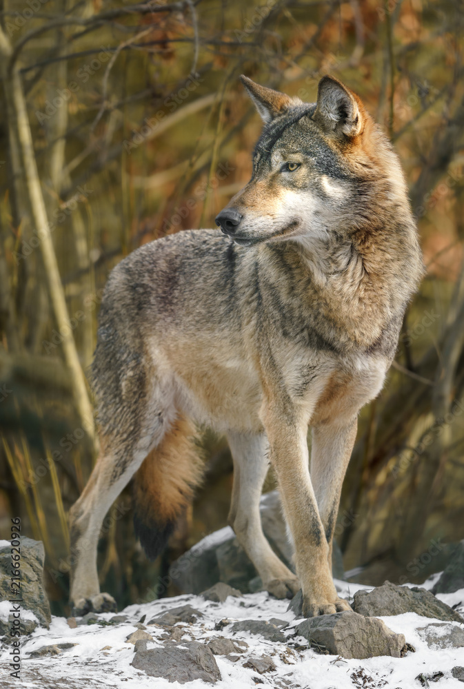 Fototapeta premium Grey Wolf