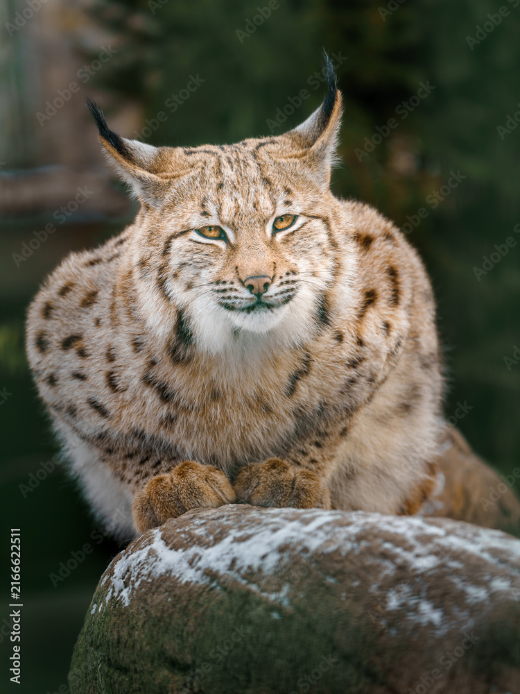 Fototapeta premium Eurasian lynx