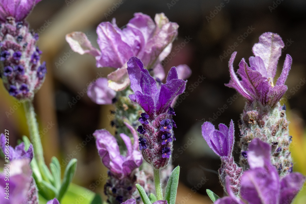 Obraz premium Macro Close Up Spanish Lavender Lavandula Stoechas Flowers