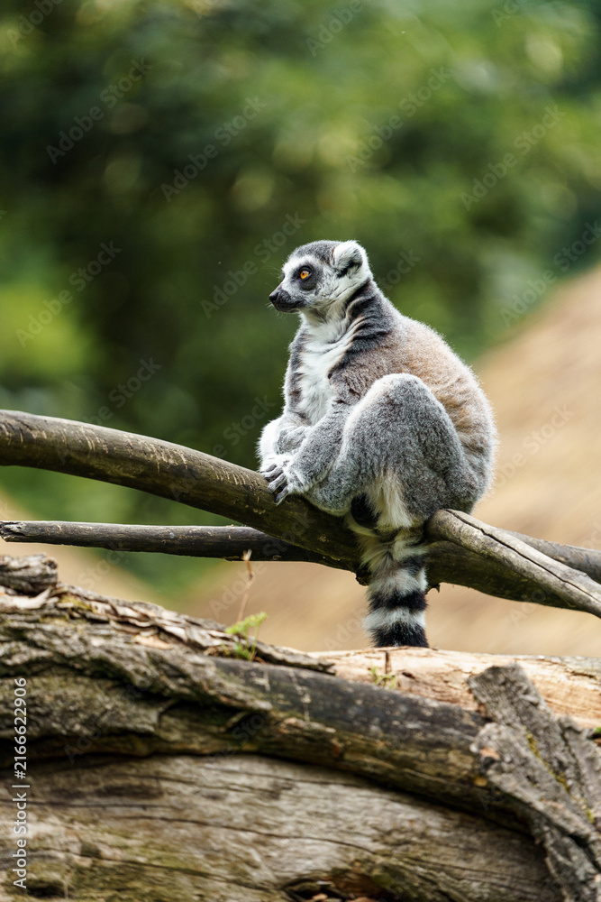 Fototapeta premium Ring tailed lemur