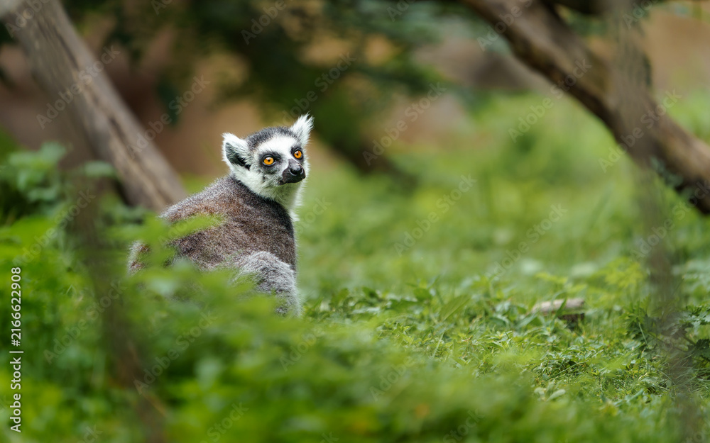 Obraz premium Ring tailed lemur