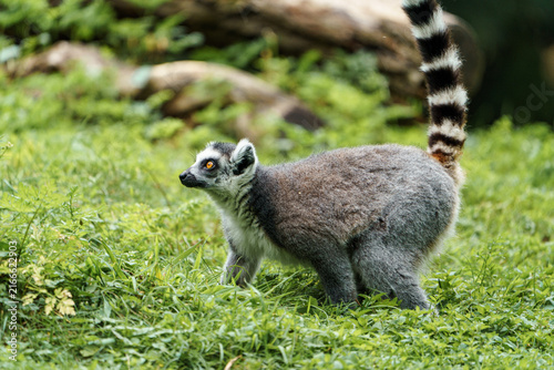 Cuadro en lienzo Ring tailed lemur