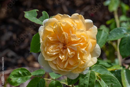 Yellow English Shrub Rose Flower in Bloom