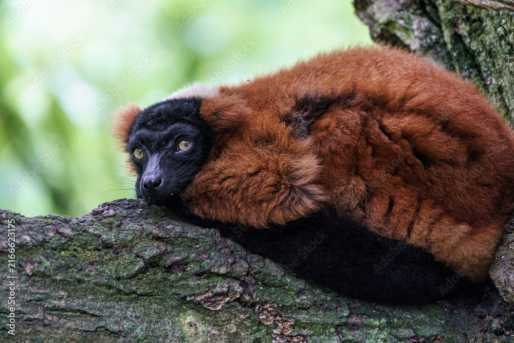 Fototapeta premium Red ruffed lemur