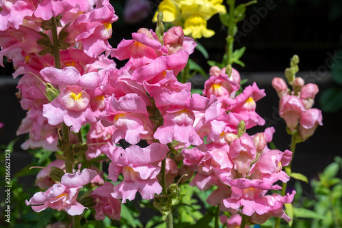 Pink Snapdragons Antirrhinum Blossoms Close Up