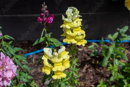 Yellow Snapdragons Antirrhinum Blooming in Garden Bed