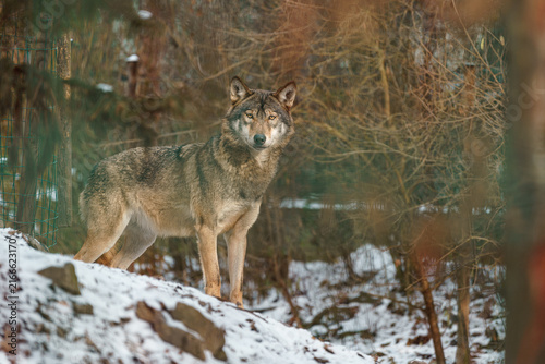 Plakat Grey Wolf