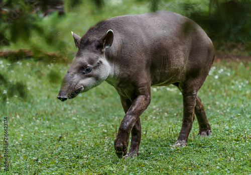 Foto South American tapir