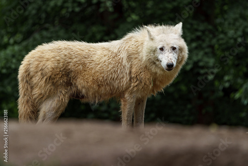 Plakat Arctic wolf