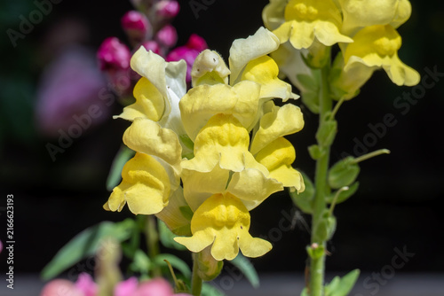 Close Up Yellow Snapdragon Antirrhinum Flower Spike