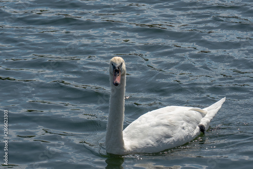 White Mute Swan Swimming in Deep Blue Water