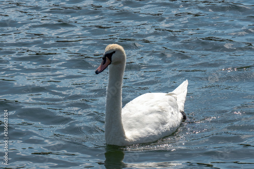 White Mute Swan Swimming in Deep Blue Water