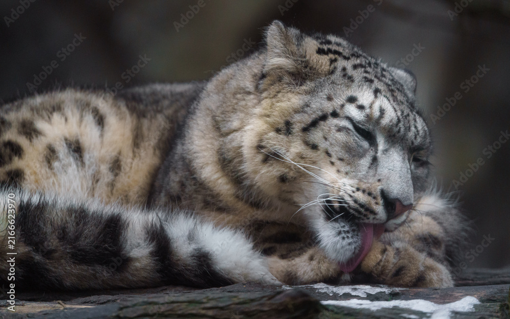 Fototapeta premium Snow leopard