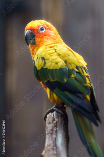 Naklejka Sun parakeet