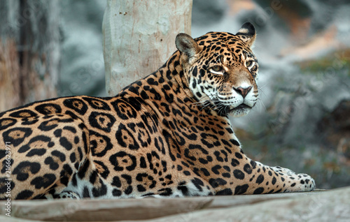 Naklejka Jaguar