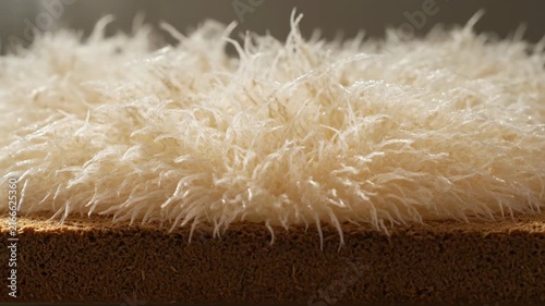 Macro Close-up of White Fungal Mycelium Growing on Substrate