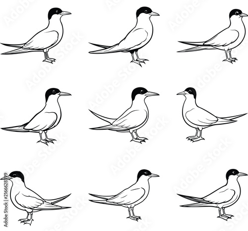Budgerigar birds silhouette icon set, flat black glyph style, pure white background