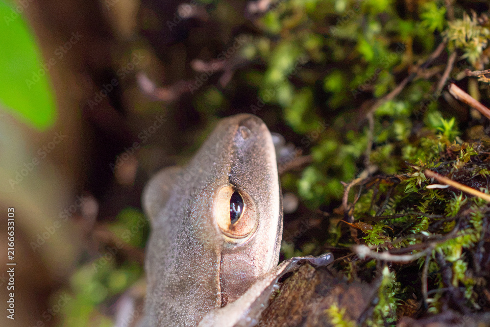 Naklejka premium grey tree frog eye among green moss in nature