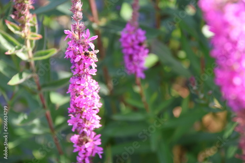 Lythrum salicaria or purple-loosestrife