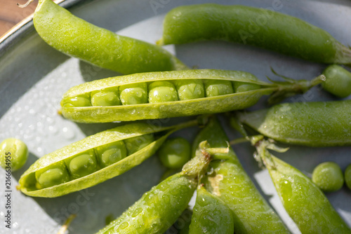 Fresh green pea pod with ripe peas and water droplets