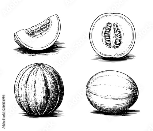 Hand-drawn set of whole and sliced cantaloupe melons isolated on a white background in black and white
