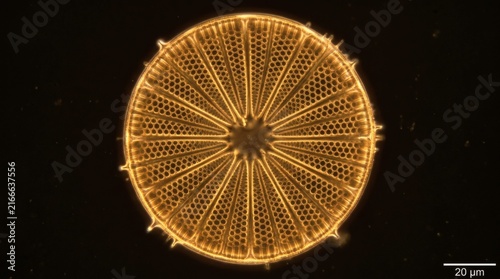 Microscopic view of a golden diatom with intricate radial patterns and spiky edges